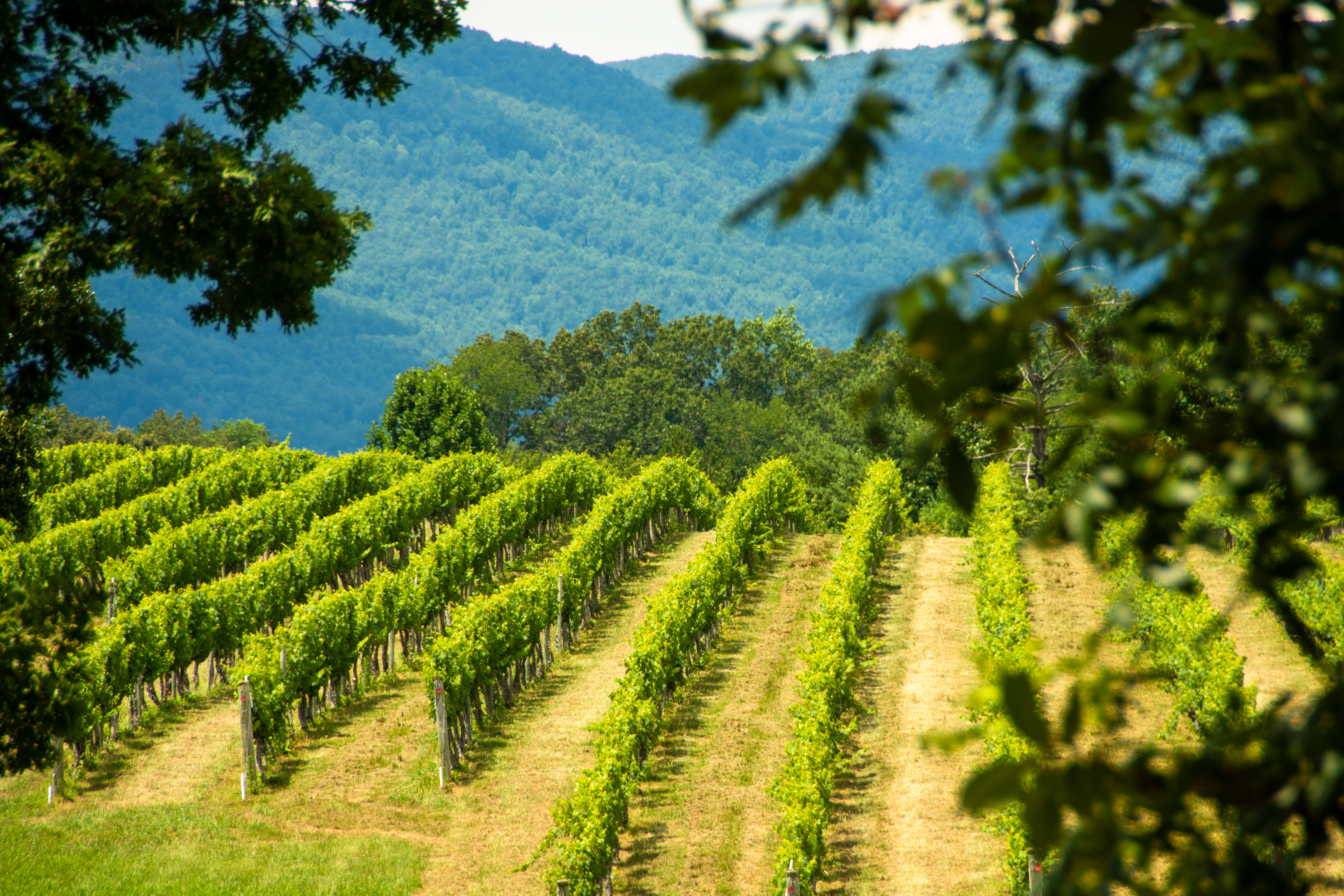 Virginia Wine Country, July 2020